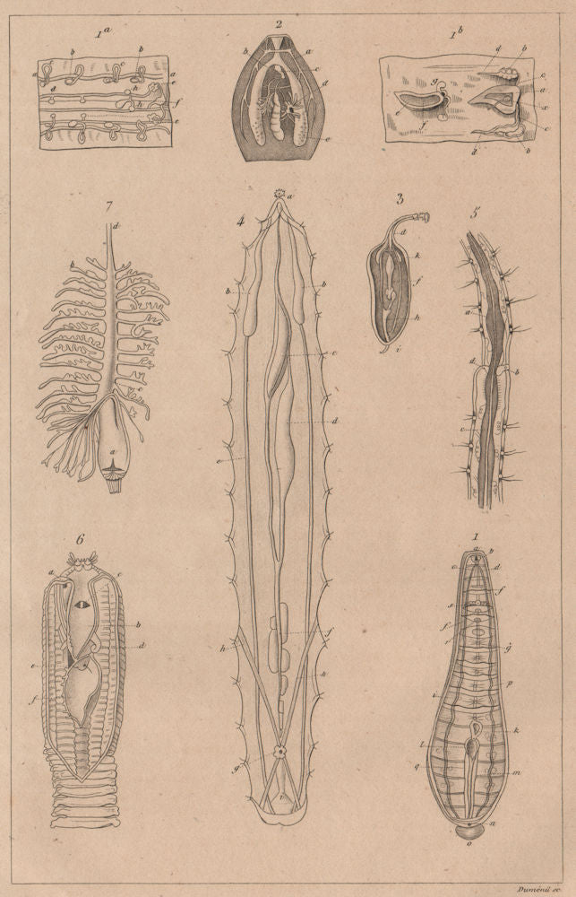 PHYSIOLOGY. Viscères (Viscera) des animaux articulés. Articulated animals 1834
